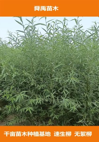 苗木种植前景怎么样_苗木种植利润高吗