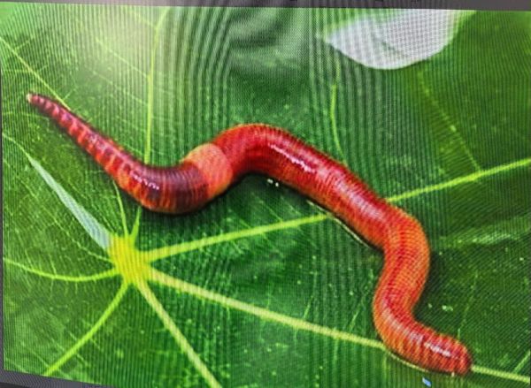 蚯蚓养殖赚钱吗_蚯蚓市场前景怎么样