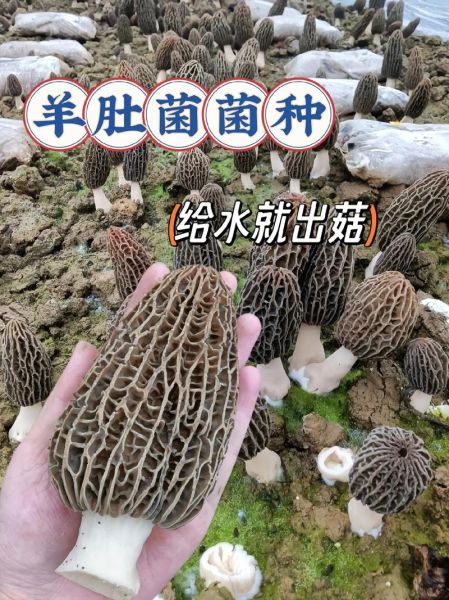 羊肚菌种植前景如何_羊肚菌种植赚钱吗