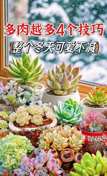 多肉植物怎么赚钱_多肉电商创业靠谱吗