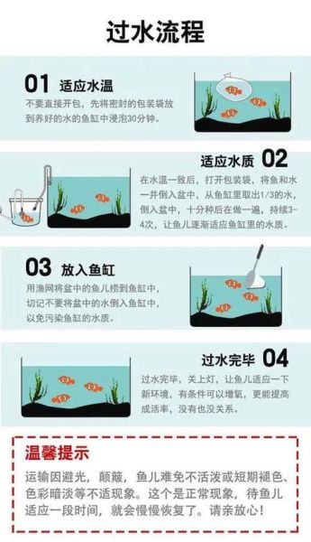 新手养什么观赏鱼好养_水族箱开缸步骤