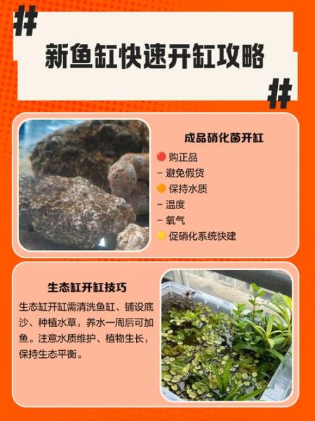 新手养什么观赏鱼好养_水族箱开缸步骤