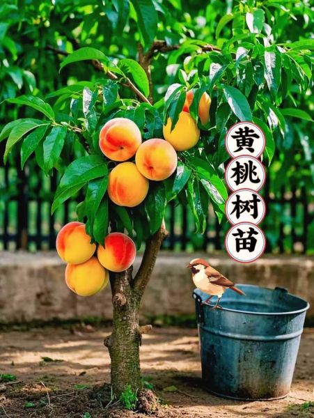 黄桃种植前景怎么样_黄桃市场利润高吗