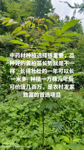 黄柏种植前景如何_黄柏价格走势