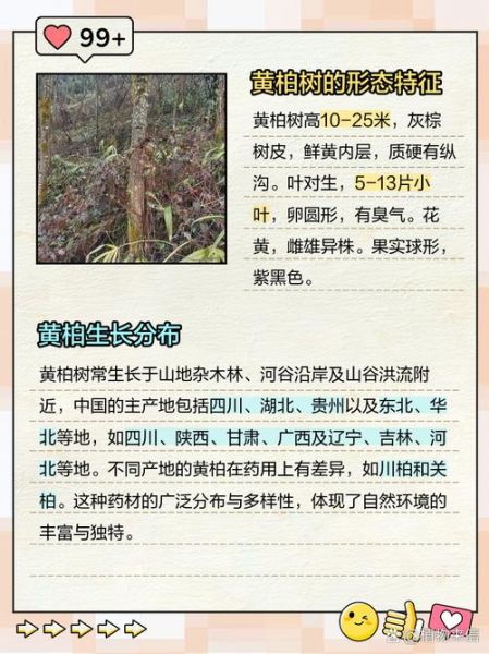 黄柏种植前景如何_黄柏价格走势