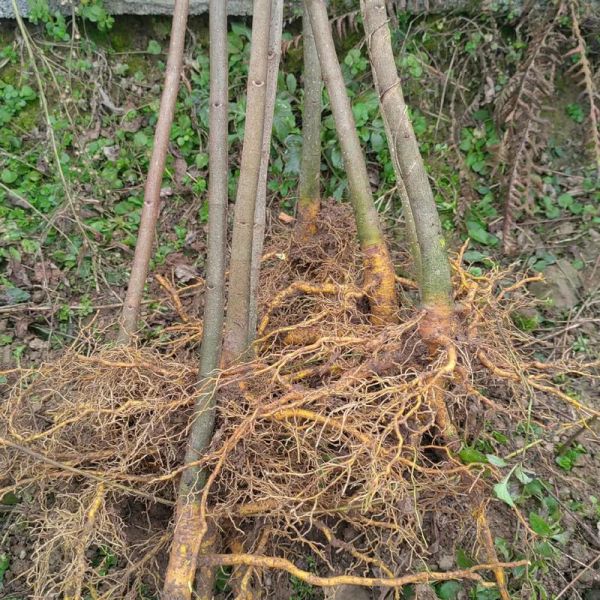 黄柏种植前景如何_黄柏价格走势