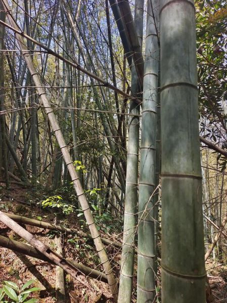 笋业前景怎么样_2024年竹笋种植赚钱吗