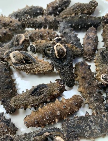 海参养殖赚钱吗_海参市场前景怎么样