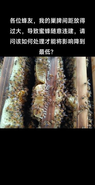 蜜蜂养殖前景怎么样_2024年养蜂赚钱吗
