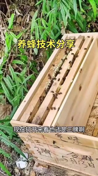 蜜蜂养殖前景怎么样_2024年养蜂赚钱吗
