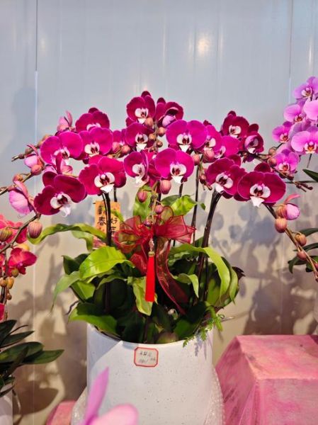 花卉公司怎么选_花卉公司哪家好