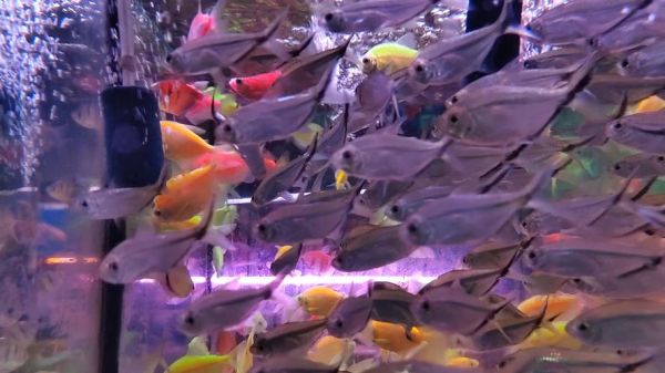 观赏鱼市场前景如何_2024年还能赚钱吗