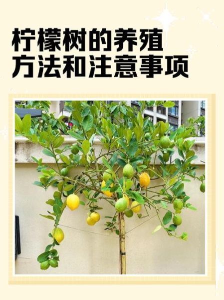 柠檬行业前景如何_柠檬种植赚钱吗