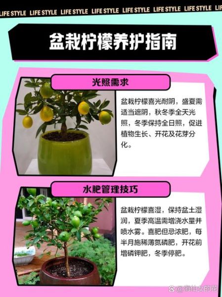 柠檬行业前景如何_柠檬种植赚钱吗