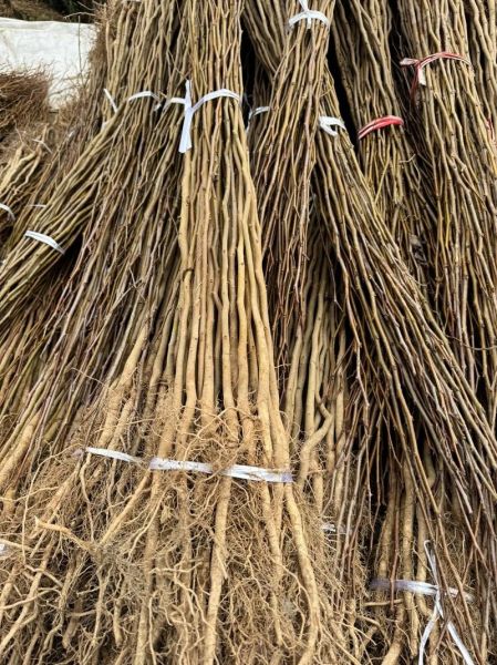 杜仲种植前景怎么样_杜仲产业未来五年能赚多少钱