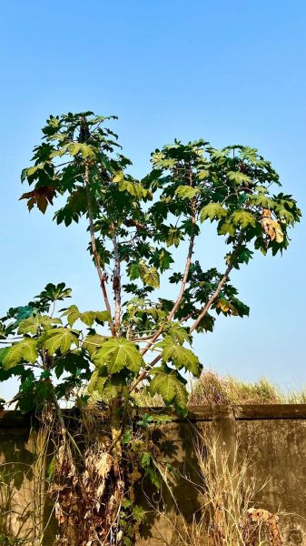 蓖麻种植前景怎么样_蓖麻油市场前景分析