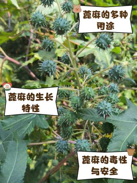 蓖麻种植前景怎么样_蓖麻油市场前景分析