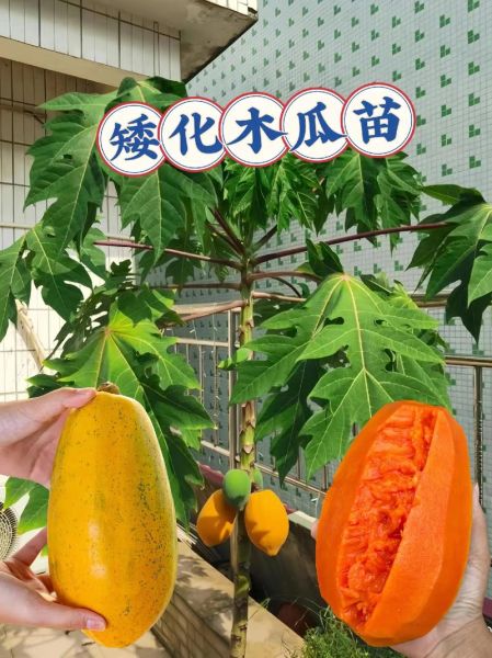 木瓜种植前景怎么样_木瓜深加工有哪些新机会