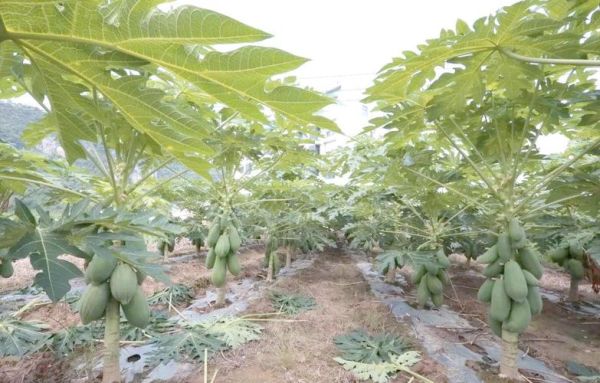 木瓜种植前景怎么样_木瓜深加工有哪些新机会