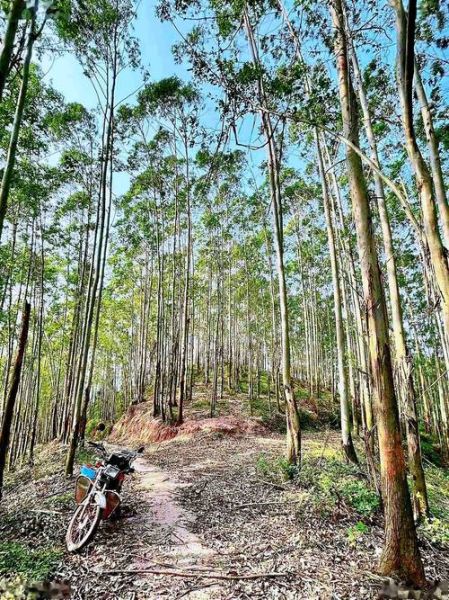 桉树种植前景怎么样_桉树种植成本和利润