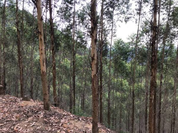 桉树种植前景怎么样_桉树种植成本和利润