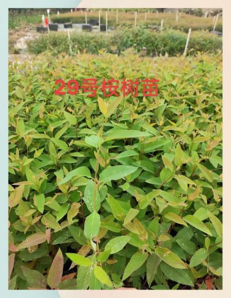 桉树种植前景怎么样_桉树种植成本和利润