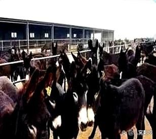 养驴赚钱吗_新手养驴需要多少成本