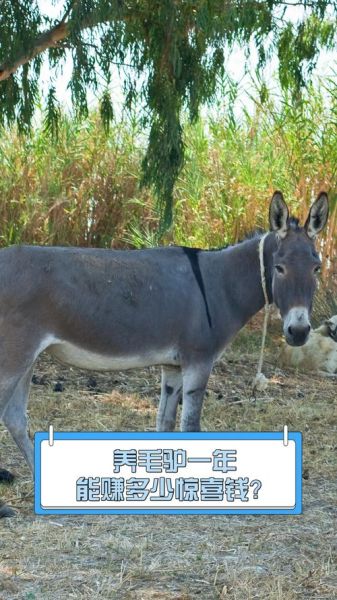 养驴赚钱吗_新手养驴需要多少成本
