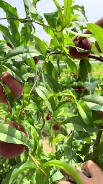 种桃树赚钱吗_未来十年前景如何