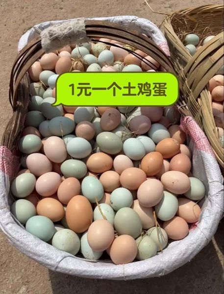 土鸡蛋多少钱一斤_土鸡蛋和普通鸡蛋的区别