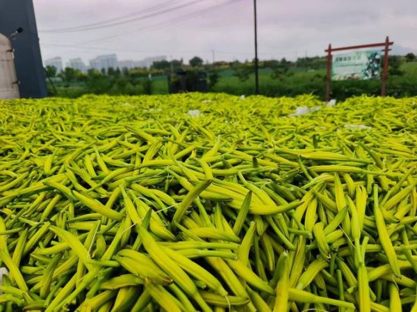 黄花菜种植前景怎么样_黄花菜市场销路好吗
