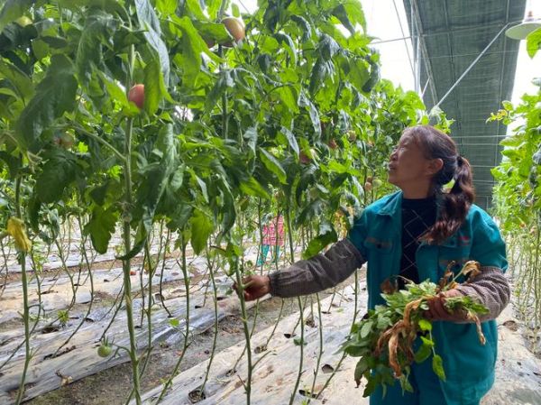 蔬菜行业前景怎么样_2024年蔬菜种植赚钱吗