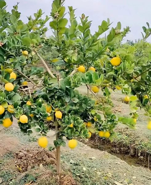 柠檬种植前景如何_柠檬市场未来五年趋势