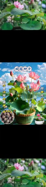 种莲子赚钱吗_莲子种植前景怎么样