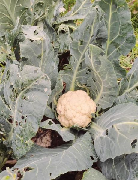 种菜花赚钱吗_2024年菜花种植前景怎么样