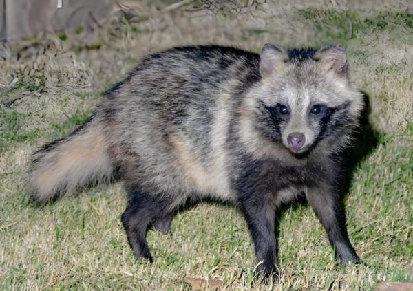 貉养殖前景怎么样_2024年养貉赚钱吗