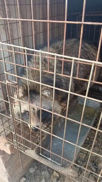 貉养殖前景怎么样_2024年养貉赚钱吗