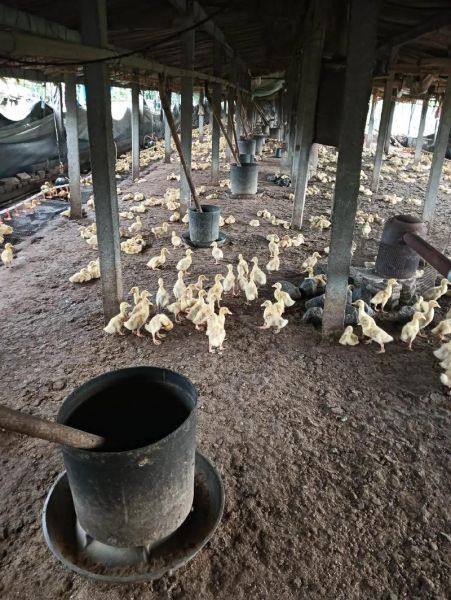 肉鸭养殖前景怎么样_2024年还能赚钱吗