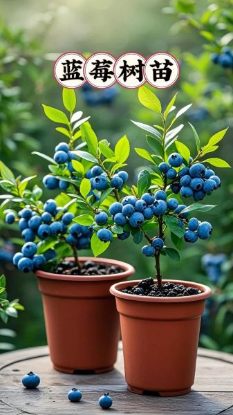 蓝莓种植前景如何_蓝莓种植赚钱吗