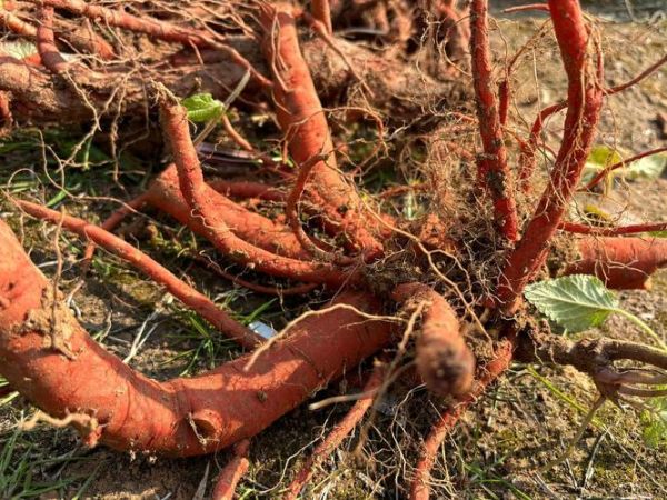 丹参种植前景怎么样_丹参市场未来五年趋势