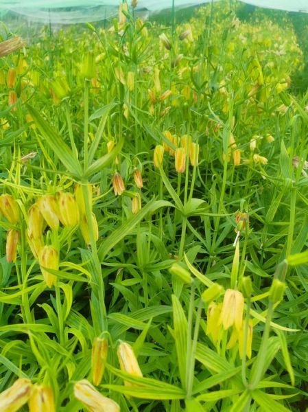 药材种植前景怎么样_2024年哪些药材最赚钱