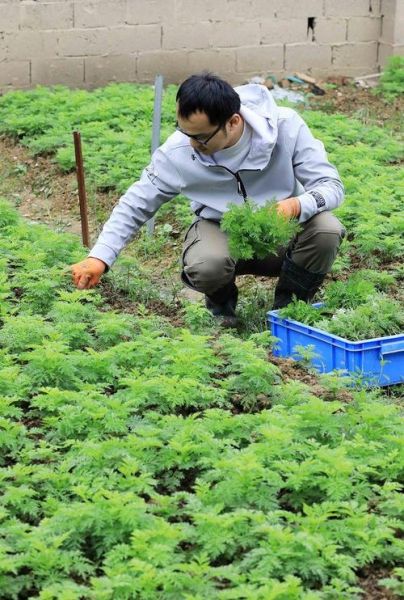 药材种植前景怎么样_2024年哪些药材最赚钱