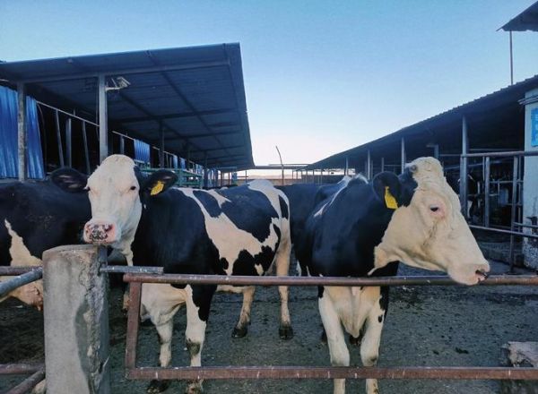 奶牛养殖前景如何_2024年养奶牛赚钱吗