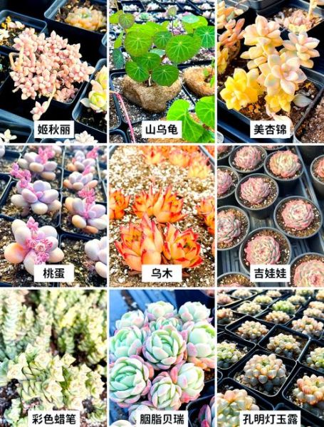 多肉植物前景怎么样_多肉植物赚钱吗