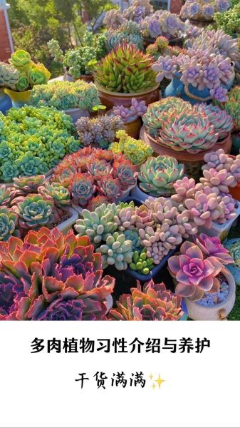 多肉植物前景怎么样_多肉植物赚钱吗