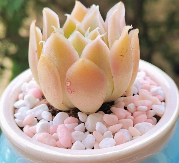 多肉植物前景怎么样_多肉植物赚钱吗