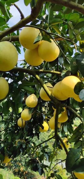 蜜柚互联网市场前景怎么样_蜜柚互联网创业机会有哪些