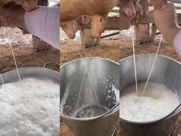 奶牛一天产多少奶_如何提高奶牛产奶量