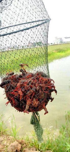 小龙虾养殖赚钱吗_小龙虾市场前景怎么样