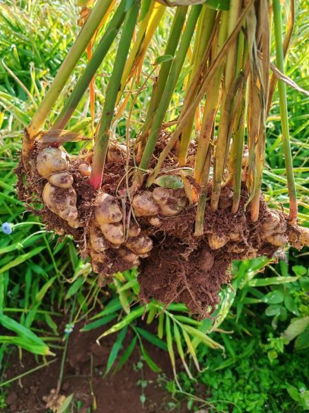 黄姜种植前景如何_黄姜市场前景分析